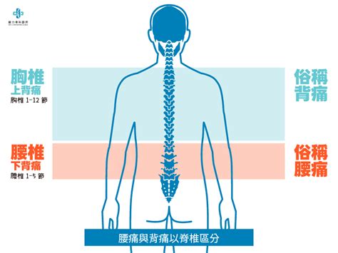 頭背|腰背痛全解析；上背痛、中背痛、下背痛、腰痛，圖解。